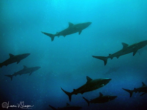 Sharks at Tahiti by Laurie Slawson 